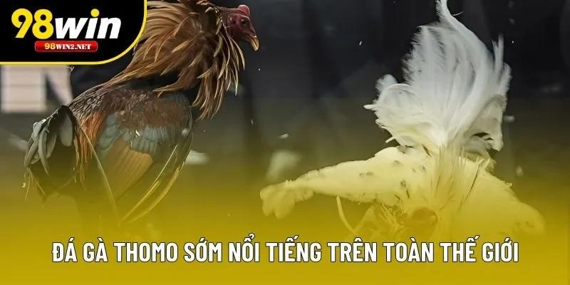 Đá gà Thomo sớm nổi tiếng trên toàn thế giới