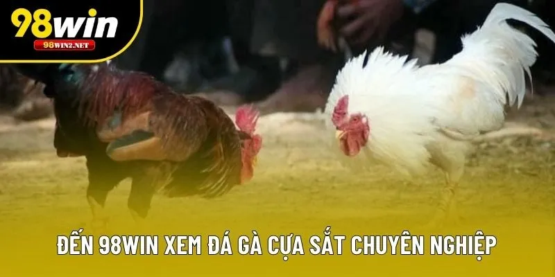 Đến 98WIN xem đá gà cựa sắt chuyên nghiệp