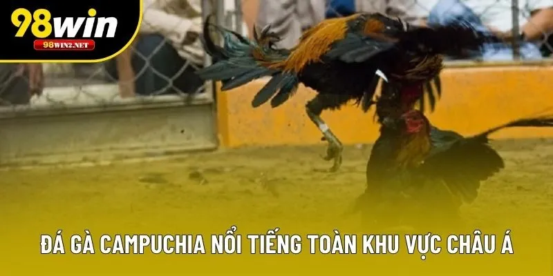 Đá gà Campuchia nổi tiếng toàn khu vực châu Á